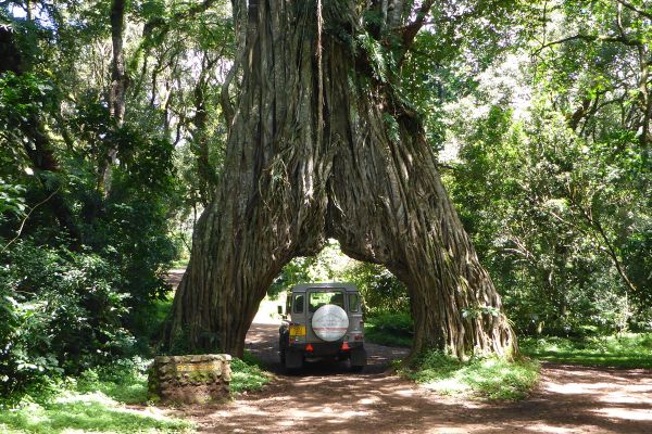 Tansania Safari